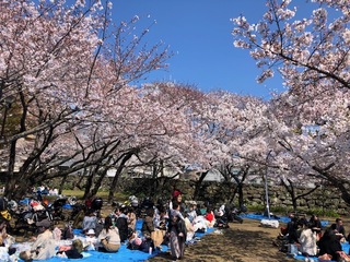 徳島中央公園桜.jpg