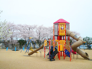 前山公園桜.jpg