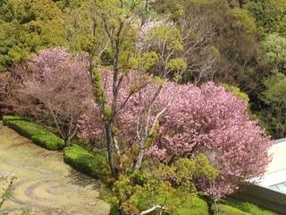 文化の森:桜 (2).JPG