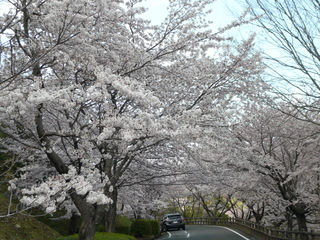 神山森林公園桜1.JPG